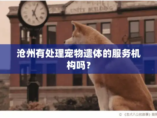 沧州有处理宠物遗体的服务机构吗? 沧州有处理宠物遗体的服务机构吗?