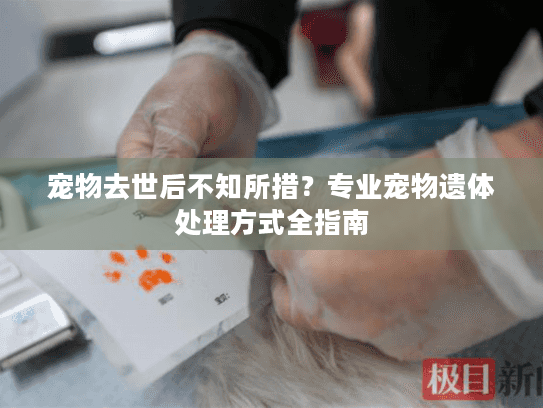 宠物去世后不知所措？专业宠物遗体处理方式全指南