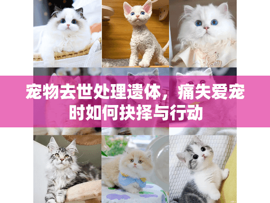 宠物去世处理遗体，痛失爱宠时如何抉择与行动