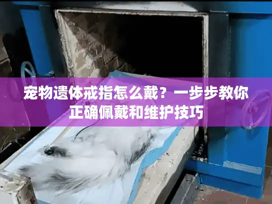 宠物遗体戒指怎么戴?一步步教你正确佩戴和维护技巧 宠物遗体戒指怎么戴?一步步教你正确佩戴和维护技巧