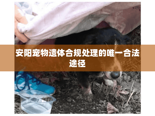 安阳宠物遗体合规处理的唯一合法途径
