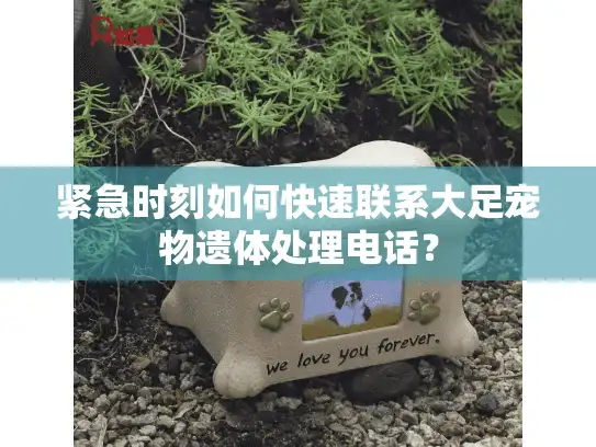 紧急时刻如何快速联系大足宠物遗体处理电话？