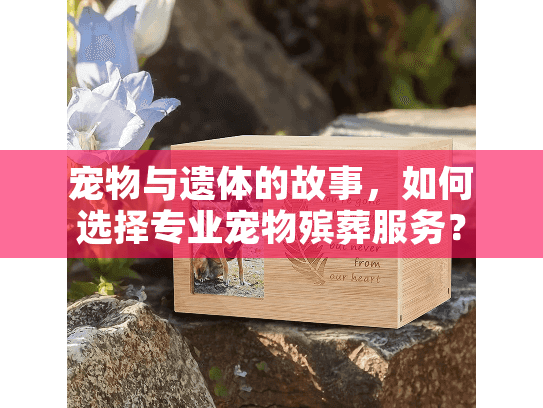 宠物与遗体的故事，如何选择专业宠物殡葬服务？