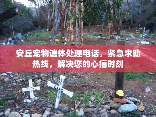 安丘宠物遗体处理电话，紧急求助热线，解决您的心痛时刻