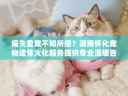 痛失爱宠不知所措？湖南怀化宠物遗体火化服务提供专业温暖告别方案