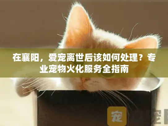 在襄阳，爱宠离世后该如何处理？专业宠物火化服务全指南