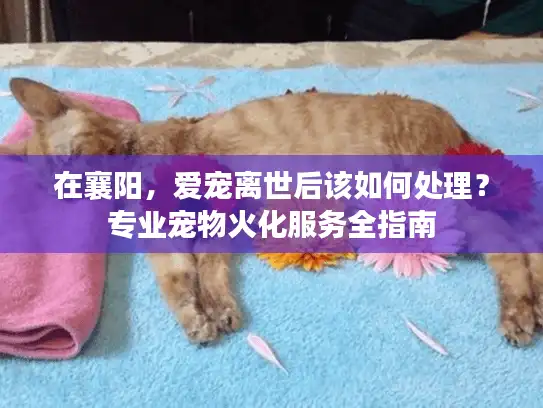 在襄阳，爱宠离世后该如何处理？专业宠物火化服务全指南
