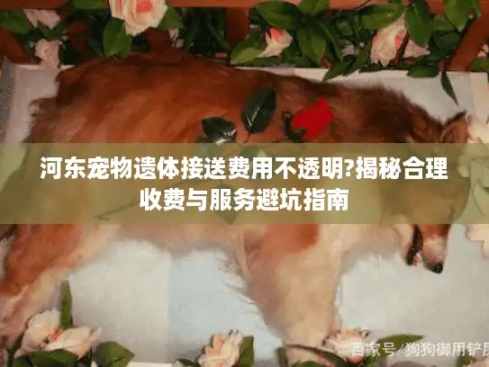 河东宠物遗体接送费用不透明?揭秘合理收费与服务避坑指南 河东宠物遗体接送费用不透明?揭秘合理收费与服务避坑指南