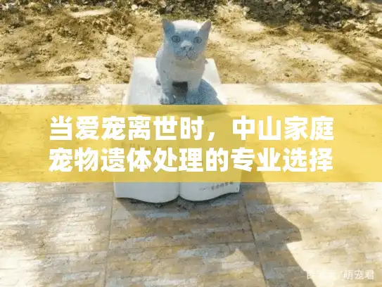 当爱宠离世时,中山家庭宠物遗体处理的专业选择指南 当爱宠离世时,中山家庭宠物遗体处理的专业选择指南