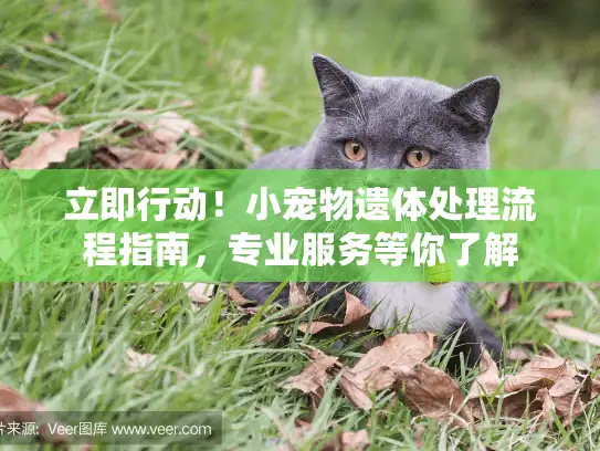 立即行动！小宠物遗体处理流程指南，专业服务等你了解