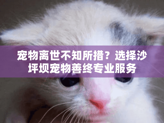 宠物离世不知所措？选择沙坪坝宠物善终专业服务