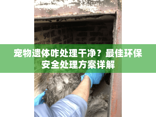 宠物遗体咋处理干净？最佳环保安全处理方案详解