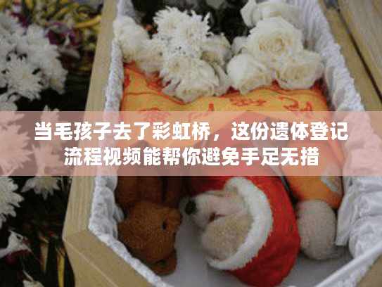 当毛孩子去了彩虹桥，这份遗体登记流程视频能帮你避免手足无措