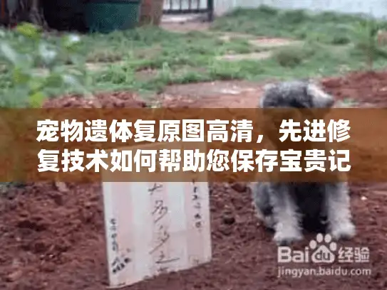 宠物遗体复原图高清，先进修复技术如何帮助您保存宝贵记忆？