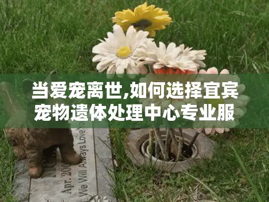 当爱宠离世,如何选择宜宾宠物遗体处理中心专业服务?