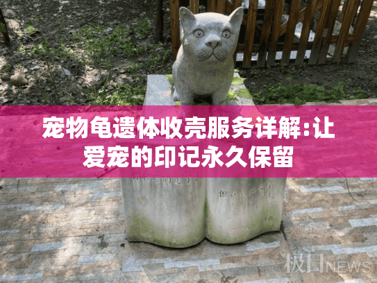 宠物龟遗体收壳服务详解:让爱宠的印记永久保留