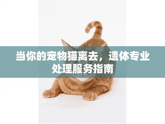 当你的宠物猫离去，遗体专业处理服务指南