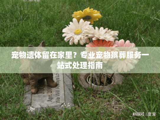 宠物遗体留在家里？专业宠物殡葬服务一站式处理指南