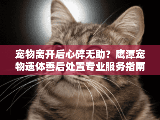 宠物离开后心碎无助？鹰潭宠物遗体善后处置专业服务指南