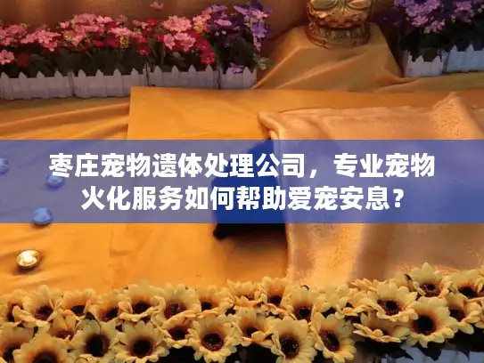 枣庄宠物遗体处理公司，专业宠物火化服务如何帮助爱宠安息？