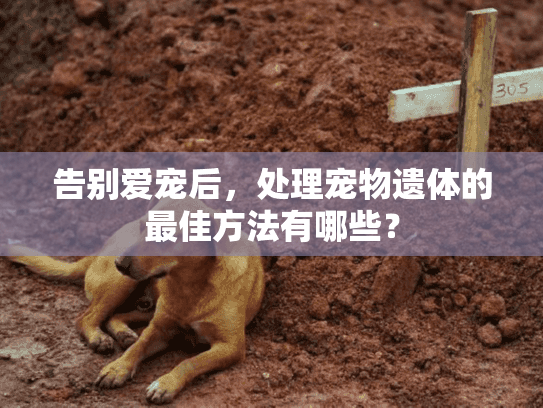 告别爱宠后,处理宠物遗体的最佳方法有哪些? 告别爱宠后,处理宠物遗体的最佳方法有哪些?