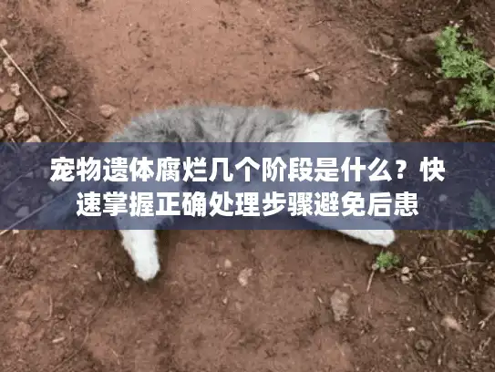 宠物遗体腐烂几个阶段是什么？快速掌握正确处理步骤避免后患