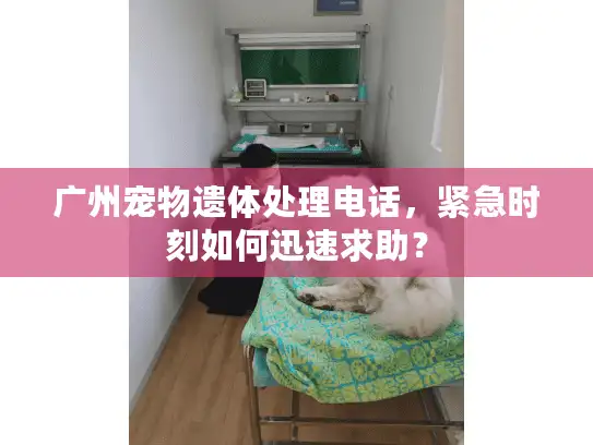 广州宠物遗体处理电话，紧急时刻如何迅速求助？