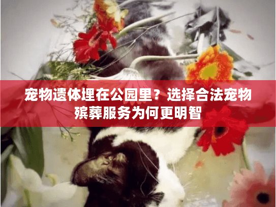 宠物遗体埋在公园里？选择合法宠物殡葬服务为何更明智