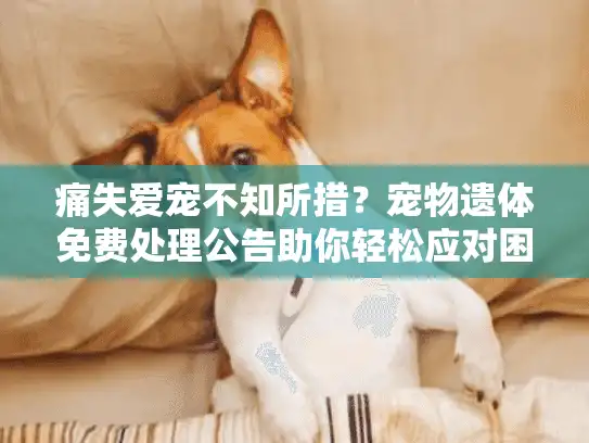 痛失爱宠不知所措？宠物遗体免费处理公告助你轻松应对困境
