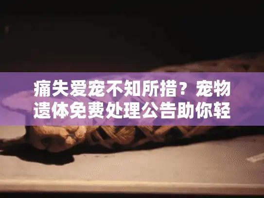 痛失爱宠不知所措？宠物遗体免费处理公告助你轻松应对困境