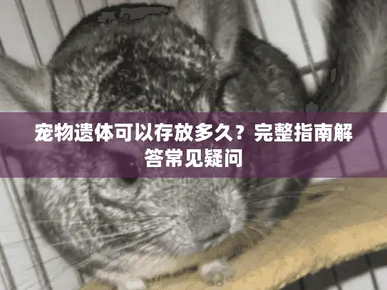 宠物遗体可以存放多久？完整指南解答常见疑问