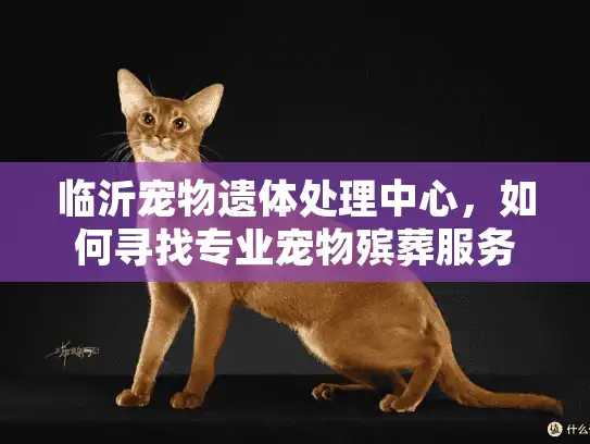临沂宠物遗体处理中心，如何寻找专业宠物殡葬服务？