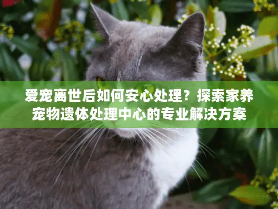 爱宠离世后如何安心处理？探索家养宠物遗体处理中心的专业解决方案