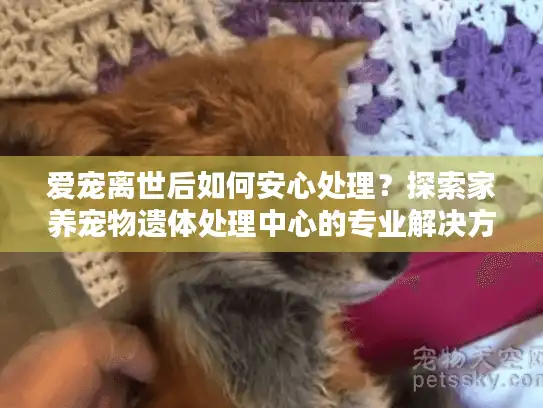 爱宠离世后如何安心处理？探索家养宠物遗体处理中心的专业解决方案