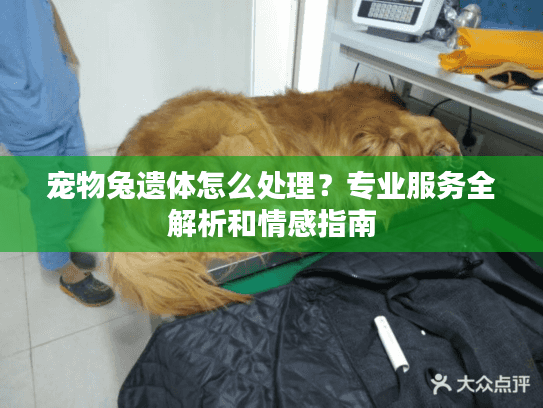 宠物兔遗体怎么处理？专业服务全解析和情感指南