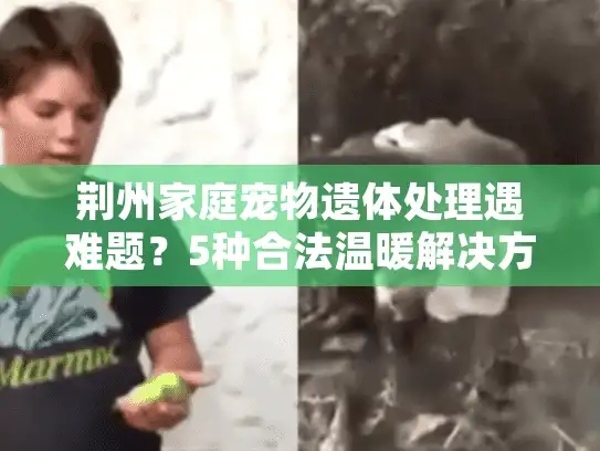 荆州家庭宠物遗体处理遇难题？5种合法温暖解决方案在这里