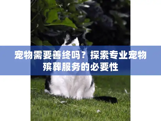 宠物需要善终吗？探索专业宠物殡葬服务的必要性