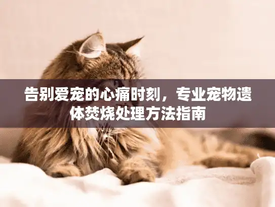 告别爱宠的心痛时刻，专业宠物遗体焚烧处理方法指南