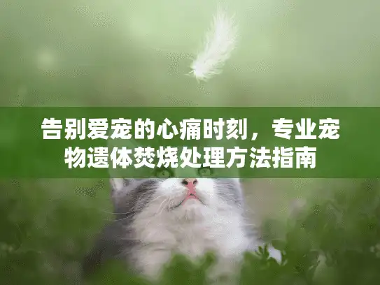 告别爱宠的心痛时刻，专业宠物遗体焚烧处理方法指南