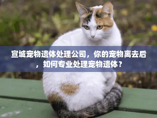 宣城宠物遗体处理公司，你的宠物离去后，如何专业处理宠物遗体？