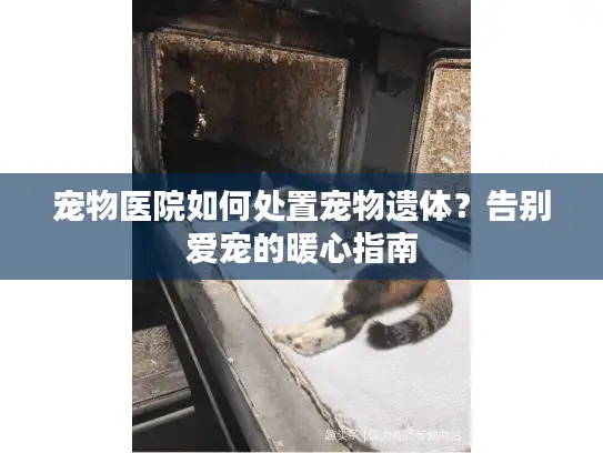 宠物医院如何处置宠物遗体？告别爱宠的暖心指南