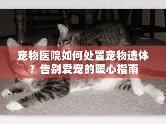 宠物医院如何处置宠物遗体？告别爱宠的暖心指南