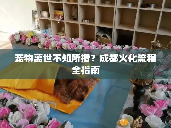 宠物离世不知所措？成都火化流程全指南