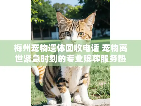 梅州宠物遗体回收电话 宠物离世紧急时刻的专业殡葬服务热线 梅州宠物遗体回收电话 宠物离世紧急时刻的专业殡葬服务热线