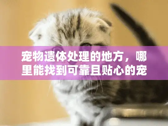 宠物遗体处理的地方,哪里能找到可靠且贴心的宠物殡葬服务? 宠物遗体处理的地方,哪里能找到可靠且贴心的宠物殡葬服务?