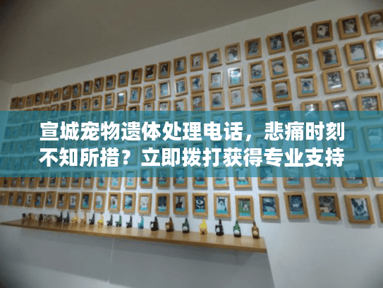 宣城宠物遗体处理电话，悲痛时刻不知所措？立即拨打获得专业支持方案