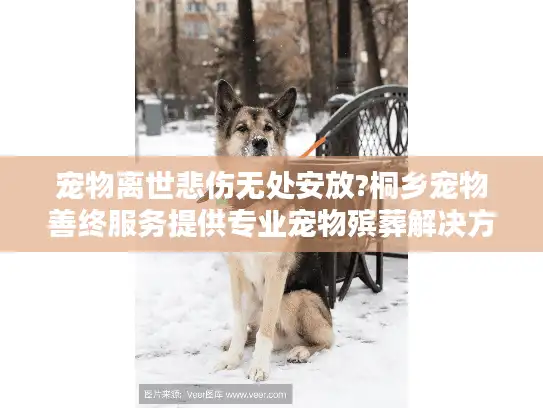 宠物离世悲伤无处安放?桐乡宠物善终服务提供专业宠物殡葬解决方案