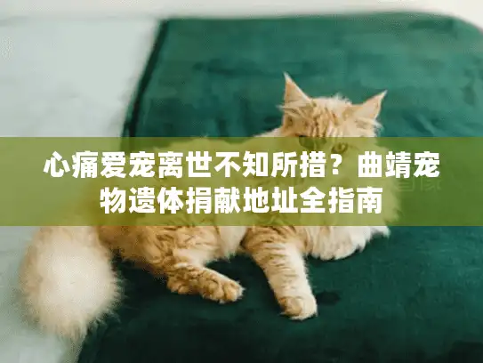 心痛爱宠离世不知所措?曲靖宠物遗体捐献地址全指南 心痛爱宠离世不知所措?曲靖宠物遗体捐献地址全指南