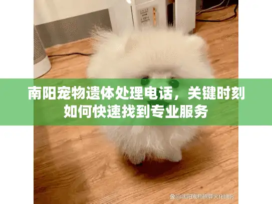 南阳宠物遗体处理电话，关键时刻如何快速找到专业服务