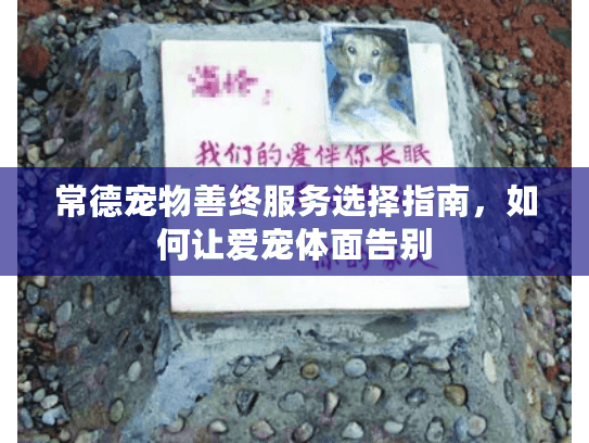 常德宠物善终服务选择指南，如何让爱宠体面告别
